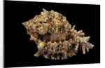 Hexaplex regius by Anonymous