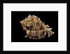 Hexaplex regius by Anonymous