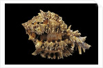 Hexaplex regius by Anonymous