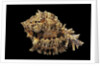 Hexaplex regius by Anonymous