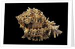 Hexaplex regius by Anonymous