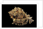 Hexaplex regius by Anonymous