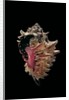 Hexaplex regius by Anonymous