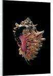 Hexaplex regius by Anonymous