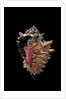 Hexaplex regius by Anonymous