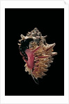 Hexaplex regius by Anonymous