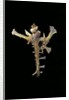 Homalocantha anomaliae by Anonymous