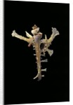 Homalocantha anomaliae by Anonymous