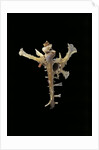 Homalocantha anomaliae by Anonymous