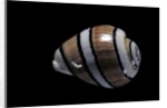 Hydatina amplustre by Anonymous