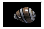 Hydatina amplustre by Anonymous