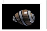 Hydatina amplustre by Anonymous