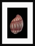 Hydatina nobilis by Anonymous