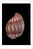 Hydatina nobilis by Anonymous