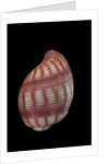 Hydatina nobilis by Anonymous