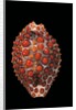 Jenneria pustulata by Anonymous