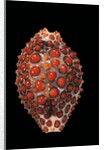 Jenneria pustulata by Anonymous
