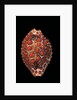 Jenneria pustulata by Anonymous