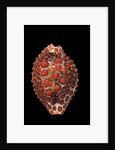 Jenneria pustulata by Anonymous