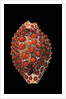 Jenneria pustulata by Anonymous
