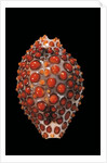 Jenneria pustulata by Anonymous
