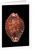 Jenneria pustulata by Anonymous