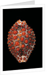 Jenneria pustulata by Anonymous