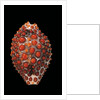Jenneria pustulata by Anonymous