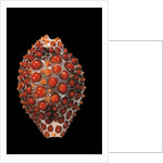 Jenneria pustulata by Anonymous