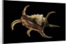 Lambis chiragra by Anonymous