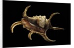 Lambis chiragra by Anonymous