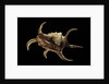 Lambis chiragra by Anonymous