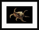 Lambis chiragra by Anonymous