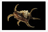 Lambis chiragra by Anonymous