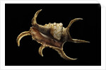 Lambis chiragra by Anonymous