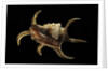 Lambis chiragra by Anonymous