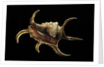 Lambis chiragra by Anonymous