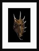 Lambis lambis by Anonymous