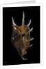 Lambis lambis by Anonymous