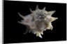 Latiaxis neocaledonicus by Anonymous