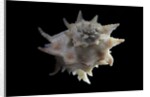 Latiaxis neocaledonicus by Anonymous