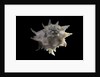 Latiaxis neocaledonicus by Anonymous