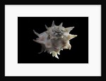 Latiaxis neocaledonicus by Anonymous