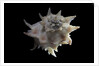 Latiaxis neocaledonicus by Anonymous