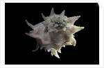 Latiaxis neocaledonicus by Anonymous