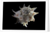 Latiaxis neocaledonicus by Anonymous