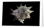 Latiaxis neocaledonicus by Anonymous