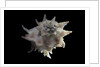 Latiaxis neocaledonicus by Anonymous