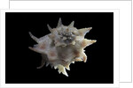 Latiaxis neocaledonicus by Anonymous