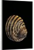 Littorina zebra by Anonymous